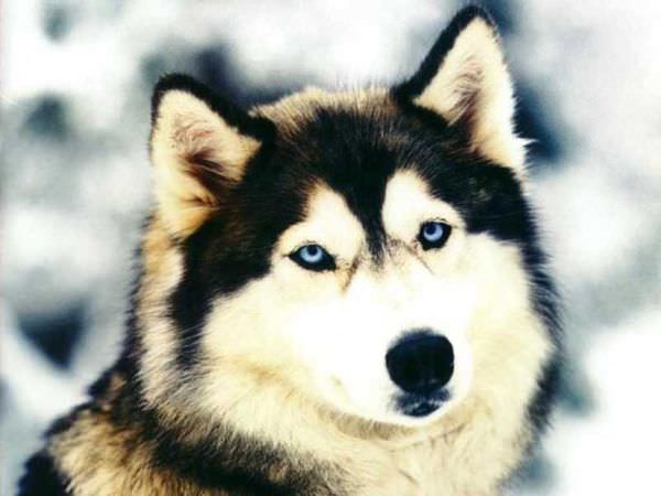 Siberian-Husky-dogs-13788924-1024-768.jpg