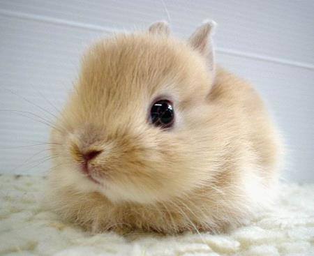 japanese-bunny1.jpg